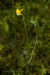 Immagine 1 di 5 - Lotus tenuis Waldst. & Kit. ex Willd.