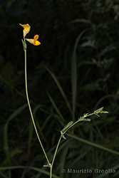 Immagine 2 di 5 - Lotus tenuis Waldst. & Kit. ex Willd.