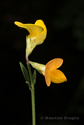 Immagine 3 di 5 - Lotus tenuis Waldst. & Kit. ex Willd.