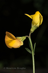 Immagine 4 di 5 - Lotus tenuis Waldst. & Kit. ex Willd.