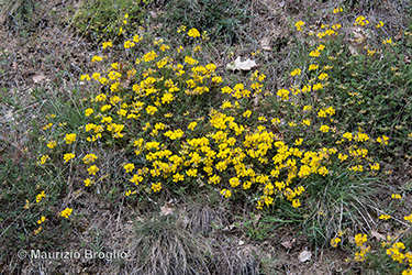 Immagine 5 di 5 - Hippocrepis comosa L.