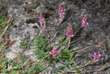 Immagine 1 di 5 - Onobrychis montana DC.