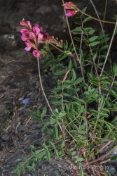 Immagine 2 di 5 - Onobrychis montana DC.