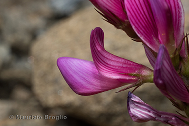 Immagine 5 di 5 - Onobrychis montana DC.