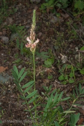 Immagine 1 di 2 - Onobrychis arenaria (Kit.) DC.