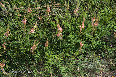 Immagine 3 di 10 - Onobrychis arenaria (Kit.) DC.
