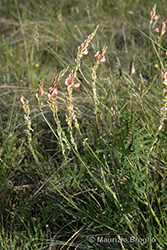 Immagine 4 di 10 - Onobrychis arenaria (Kit.) DC.