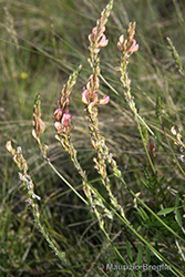 Immagine 5 di 10 - Onobrychis arenaria (Kit.) DC.