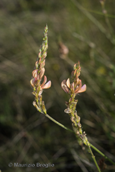 Immagine 6 di 10 - Onobrychis arenaria (Kit.) DC.