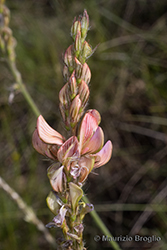 Immagine 7 di 10 - Onobrychis arenaria (Kit.) DC.