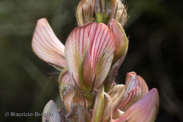 Immagine 8 di 10 - Onobrychis arenaria (Kit.) DC.