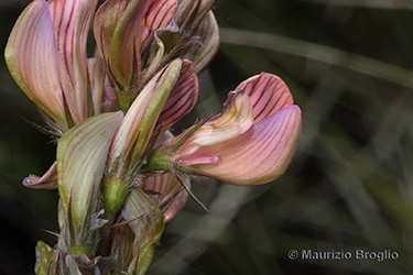 Immagine 9 di 10 - Onobrychis arenaria (Kit.) DC.