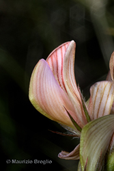 Immagine 10 di 10 - Onobrychis arenaria (Kit.) DC.