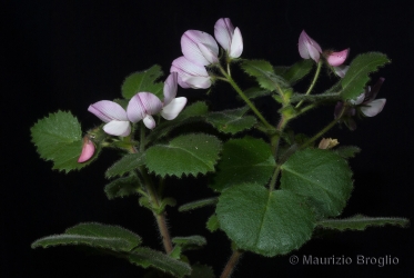 Immagine 1 di 5 - Ononis rotundifolia L.