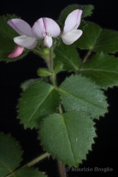 Immagine 2 di 5 - Ononis rotundifolia L.