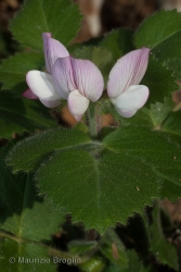 Immagine 3 di 5 - Ononis rotundifolia L.
