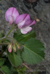 Immagine 4 di 5 - Ononis rotundifolia L.