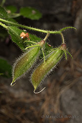 Immagine 5 di 5 - Ononis rotundifolia L.