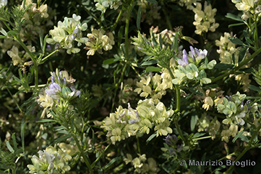 Immagine 7 di 7 - Medicago falcata L.