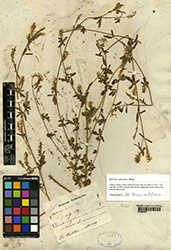 Immagine 1 di 1 - Trigonella altissima (Thuill.) Coulot & Rabaute