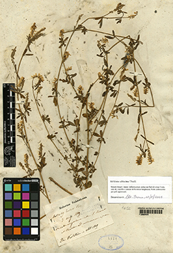Trigonella altissima (Thuill.) Coulot & Rabaute