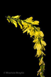 Immagine 3 di 6 - Trigonella officinalis (L.) Coulot & Rabaute