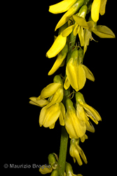 Immagine 4 di 6 - Trigonella officinalis (L.) Coulot & Rabaute