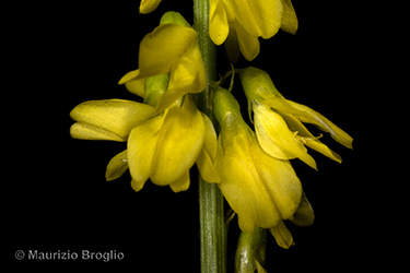 Immagine 5 di 6 - Trigonella officinalis (L.) Coulot & Rabaute