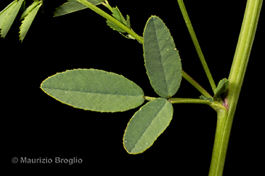 Immagine 6 di 6 - Trigonella officinalis (L.) Coulot & Rabaute