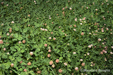 Immagine 1 di 11 - Trifolium fragiferum L.