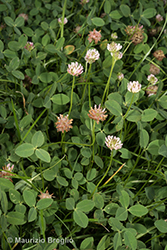 Immagine 2 di 11 - Trifolium fragiferum L.
