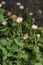Immagine 3 di 11 - Trifolium fragiferum L.