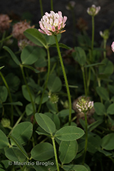 Immagine 4 di 11 - Trifolium fragiferum L.