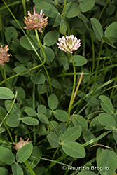 Immagine 5 di 11 - Trifolium fragiferum L.
