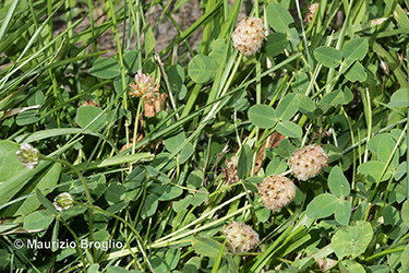 Immagine 6 di 11 - Trifolium fragiferum L.