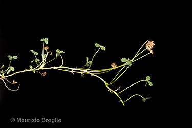 Immagine 7 di 11 - Trifolium fragiferum L.