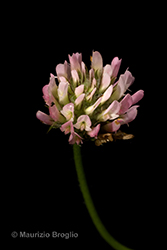 Immagine 8 di 11 - Trifolium fragiferum L.