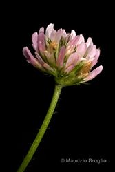 Immagine 9 di 11 - Trifolium fragiferum L.