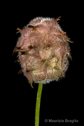 Immagine 10 di 11 - Trifolium fragiferum L.