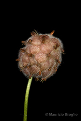 Immagine 11 di 11 - Trifolium fragiferum L.