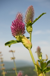 Immagine 2 di 2 - Trifolium rubens L.