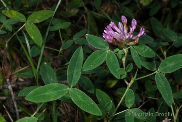 Immagine 1 di 3 - Trifolium medium L.