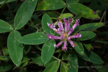 Immagine 2 di 3 - Trifolium medium L.