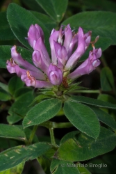 Immagine 3 di 3 - Trifolium medium L.