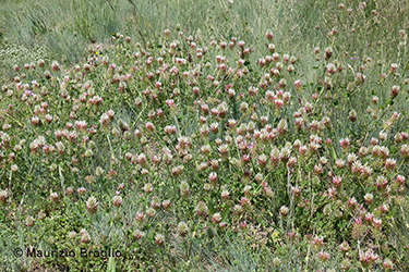 Immagine 2 di 10 - Trifolium incarnatum L.