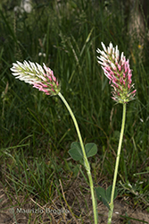 Immagine 3 di 10 - Trifolium incarnatum L.