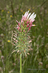 Immagine 4 di 10 - Trifolium incarnatum L.