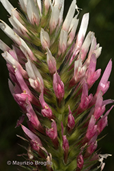 Immagine 6 di 10 - Trifolium incarnatum L.