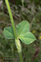 Immagine 7 di 10 - Trifolium incarnatum L.