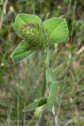 Immagine 8 di 10 - Trifolium incarnatum L.